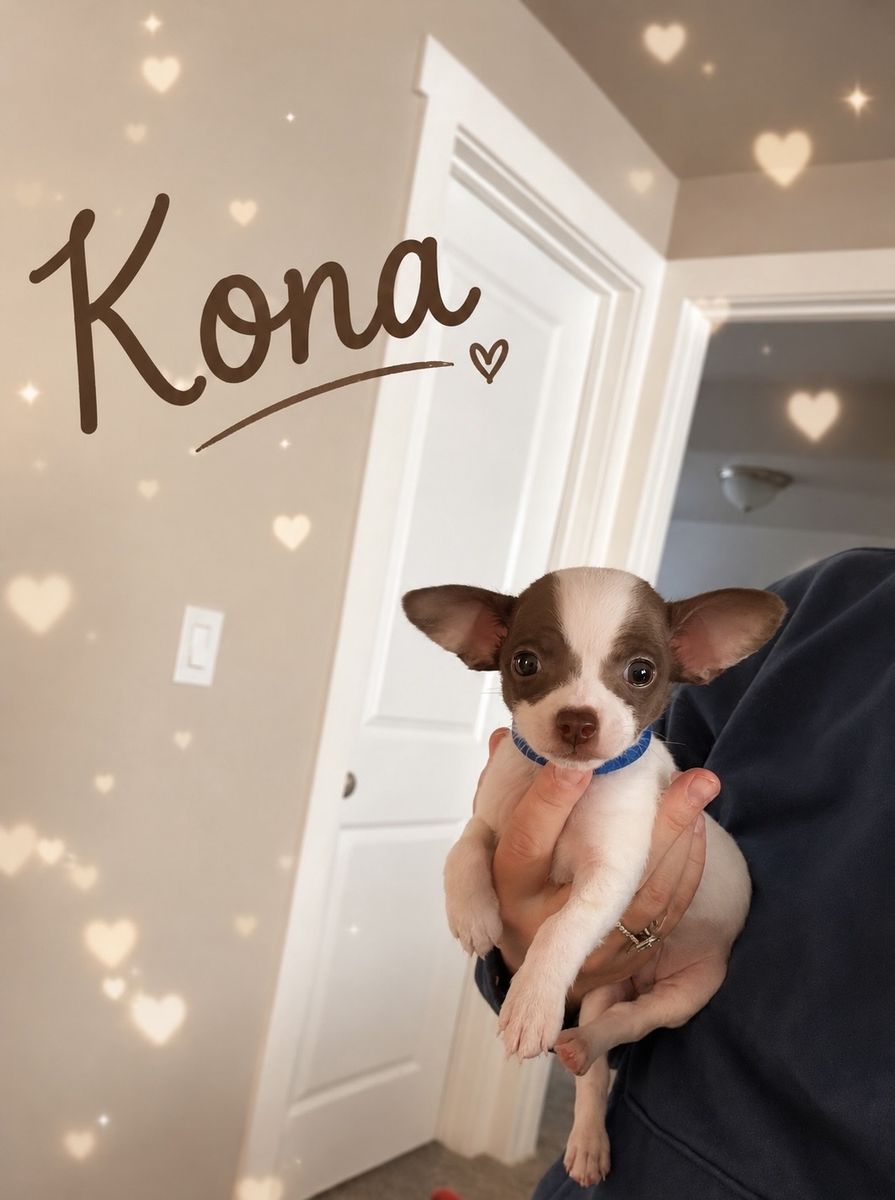 Sweet Male Chihuahua