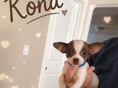 Sweet Male Chihuahua
