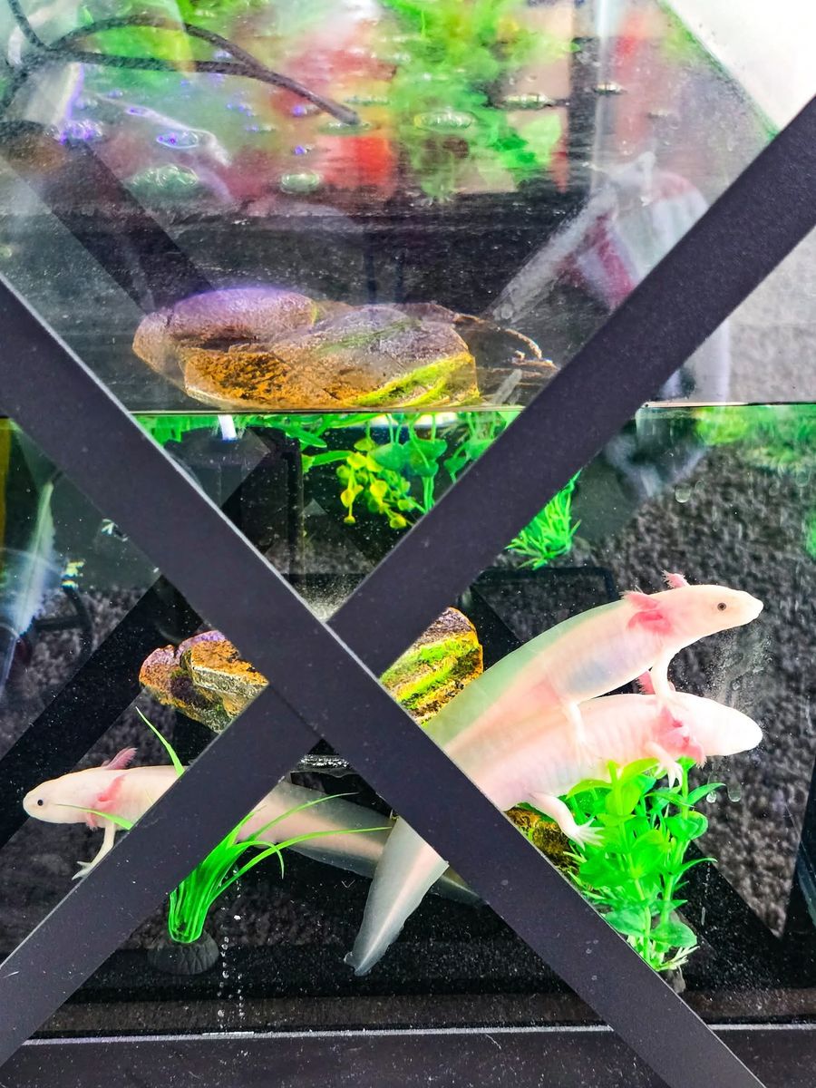 3 Axolotls for sale