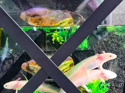 3 Axolotls for sale