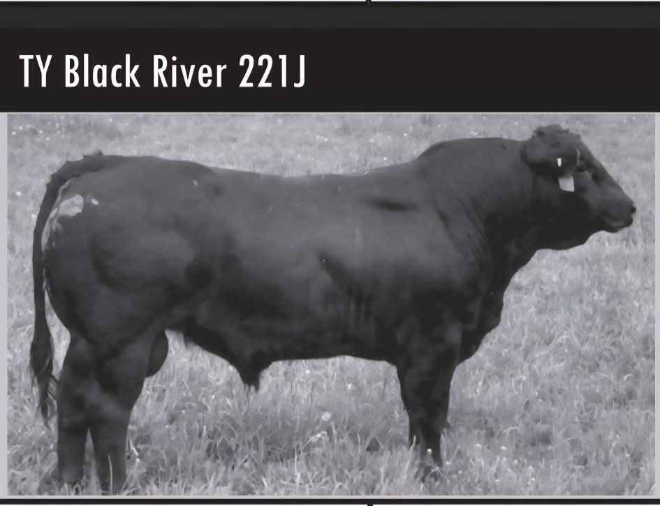 Black Piedmontese Angus Bull