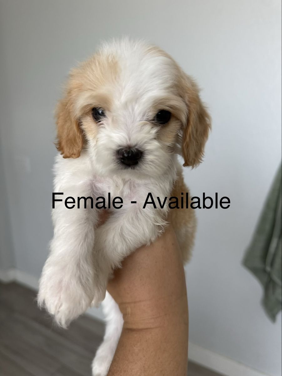 Cavapoo Puppies Male & Female