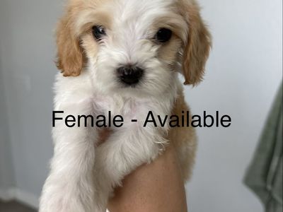 Cavapoo Puppies Male & Female