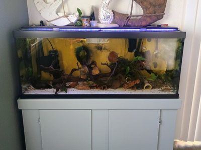 75 gallons fish tank