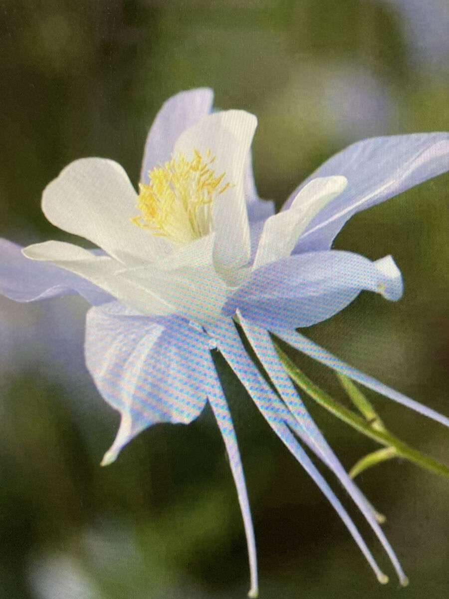 Rocky Mountain Blue Columbine Seeds