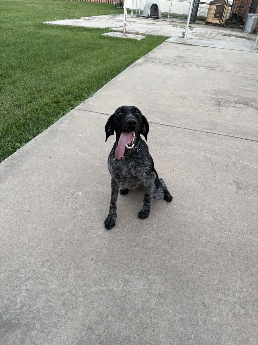 Wirehair pointer