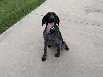 Wirehair pointer