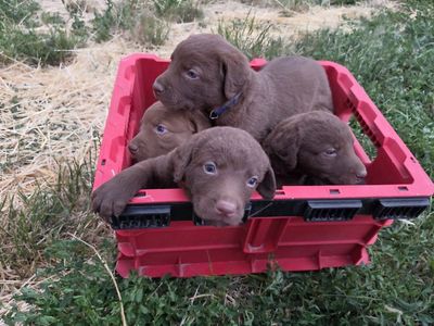 AKC Chesapeake Bay Retriever Puppies few left!