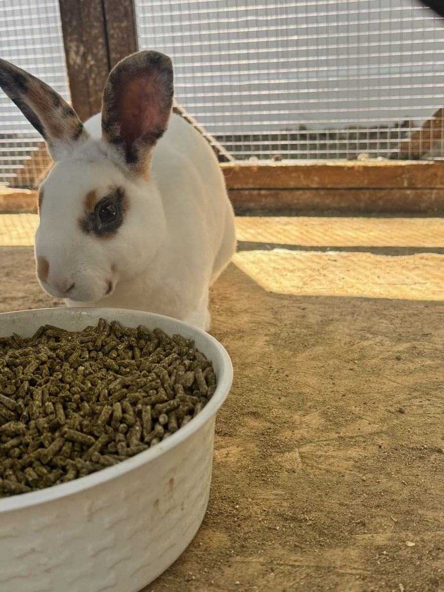 Main image 3