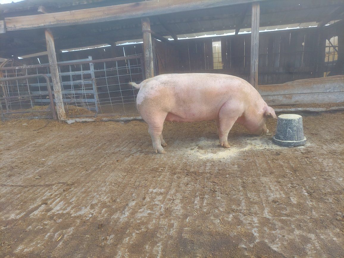 REGISTERED PUREBRED CHESTER WHITE SOWS