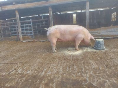 REGISTERED PUREBRED CHESTER WHITE SOWS