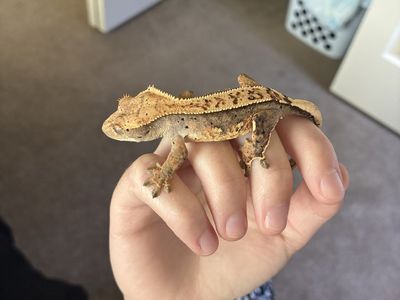 Crested Gecko - Spice: Juvenile Female