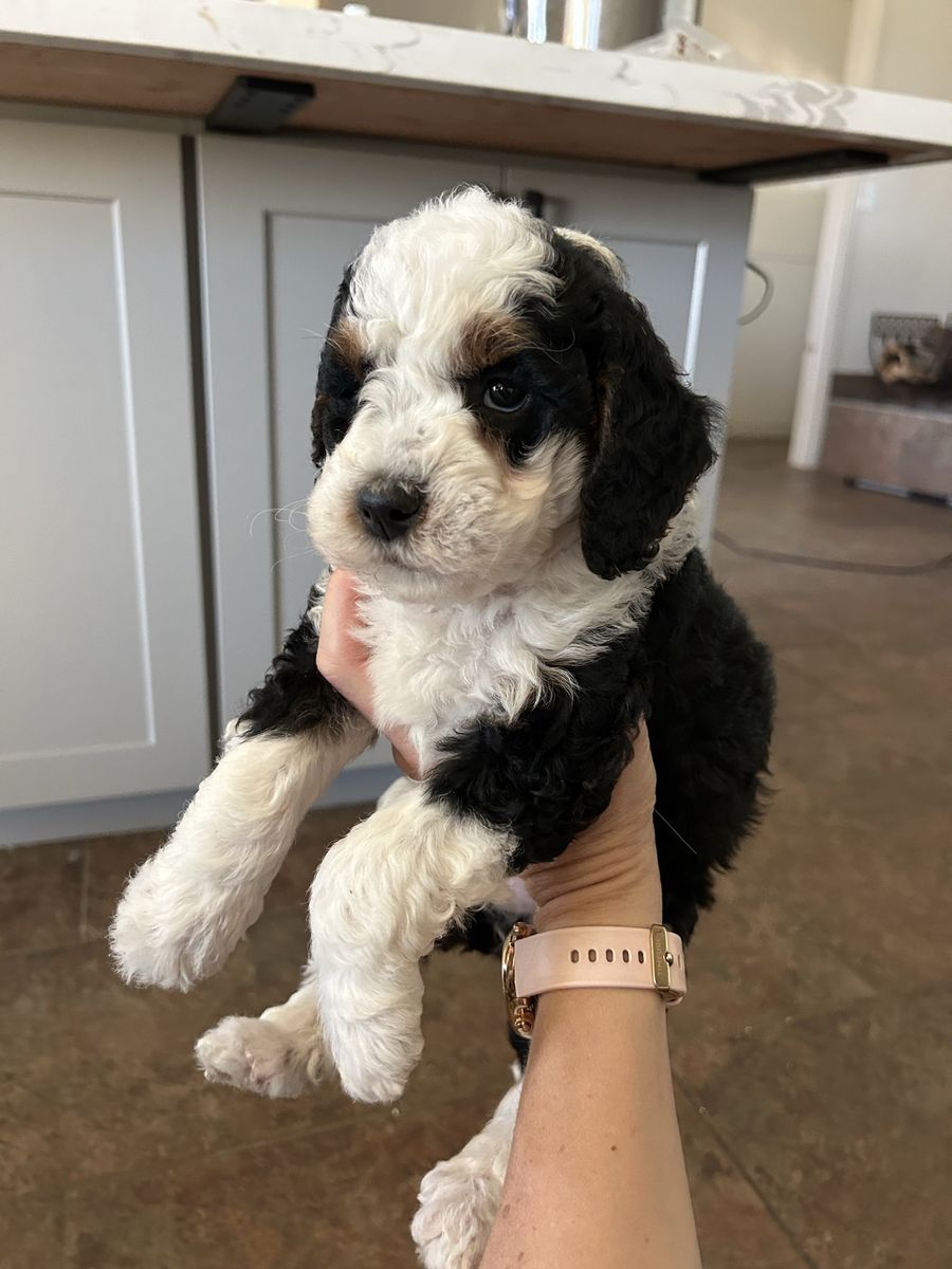 Mini Bernedoodle F1bb **GENETICS testing PENDING**
