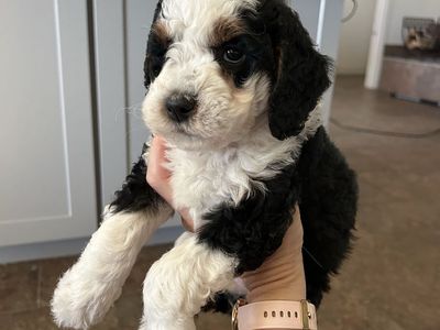 Mini Bernedoodle F1bb **GENETICS testing PENDING**