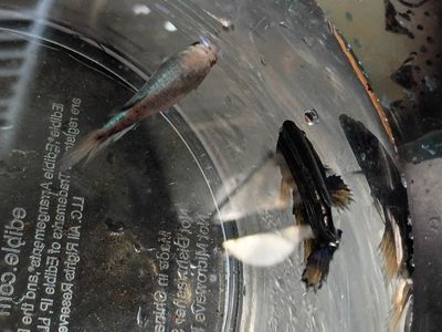 two female betta fish in need of home!!