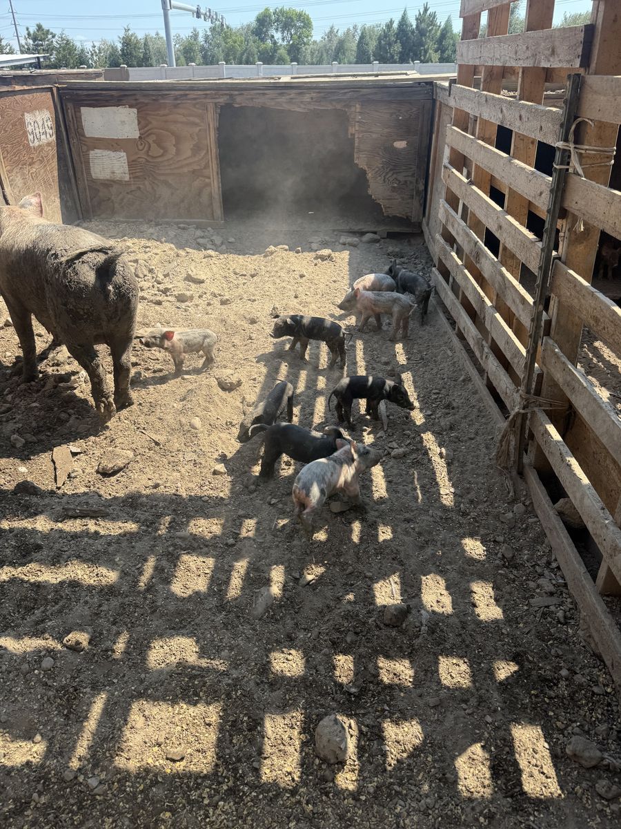 Piglets for sale