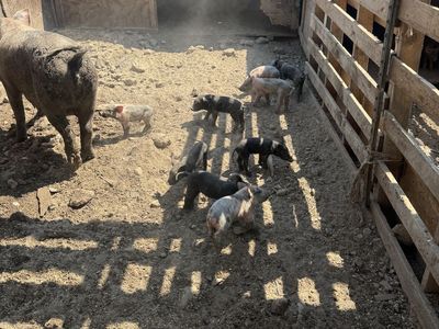 Piglets for sale
