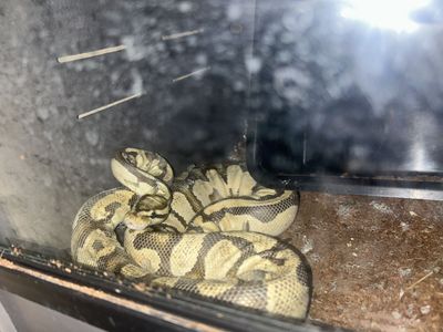 Ball Python Sub Adult