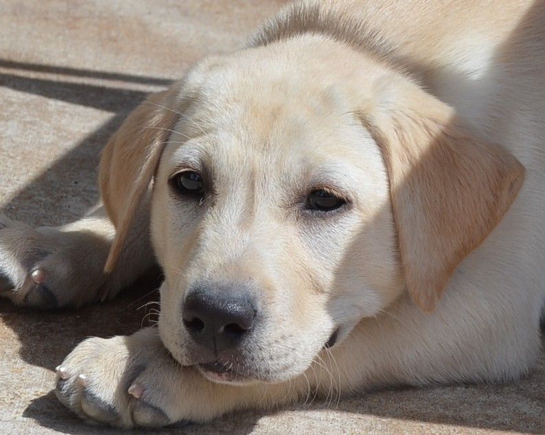 AKC Lab female puppy-akc jh sired ofa/dna parents-