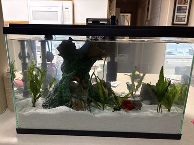 Betta W/ All New Accessories