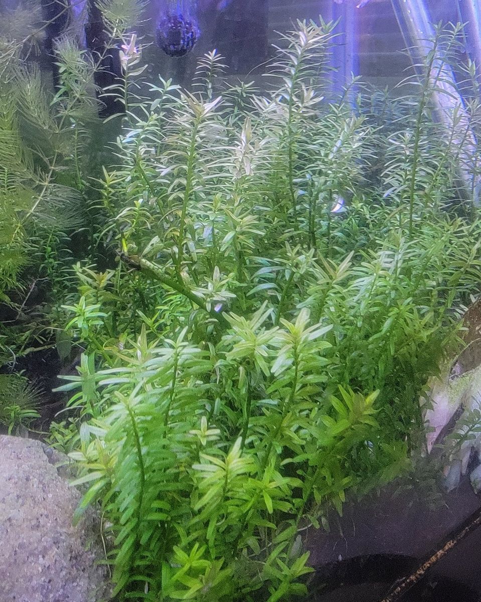 Rotala Indica Aquarium Plant Cuttings
