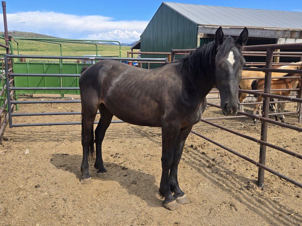 draft cross gelding