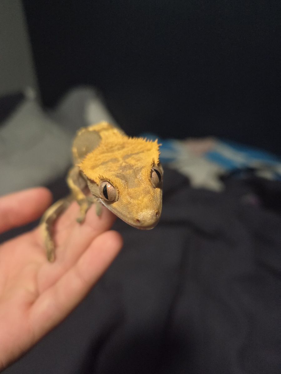 Crested Gecko for Rehoming (with all supplies!)