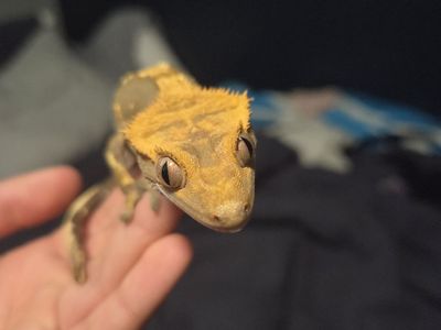Crested Gecko for Rehoming (with all supplies!)