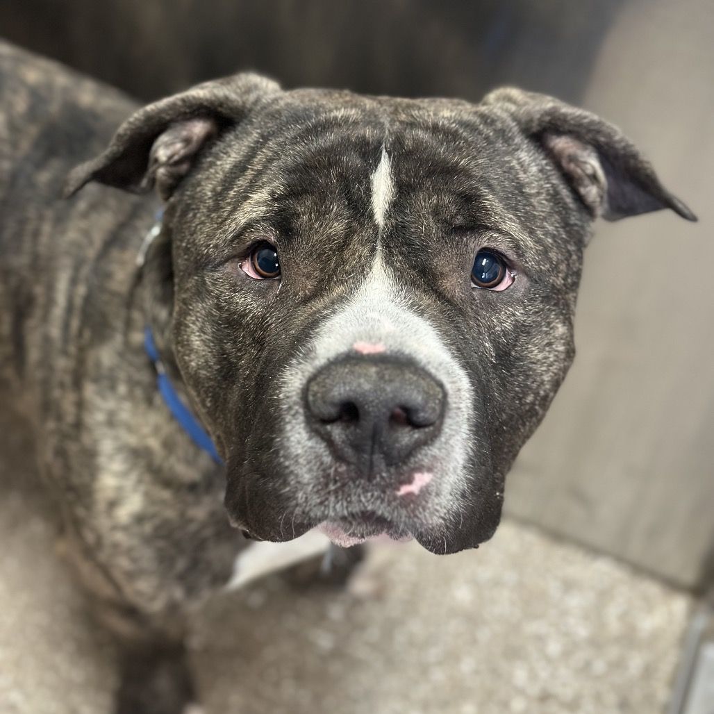 Hello my name is Bibble