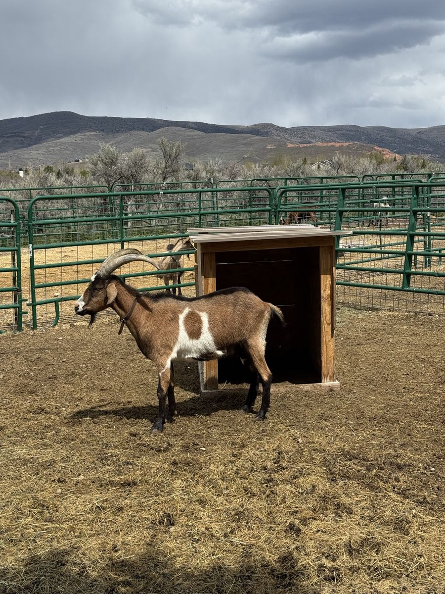 Alpine-Kiko pack goat