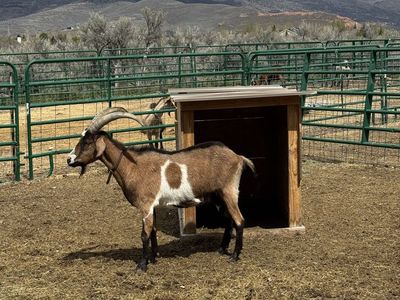 Alpine-Kiko pack goat