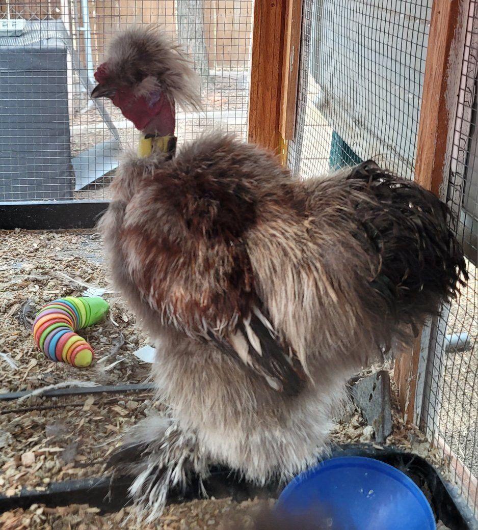 3 Roosters to rehome!!! 