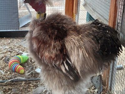 3 Roosters to rehome!!!