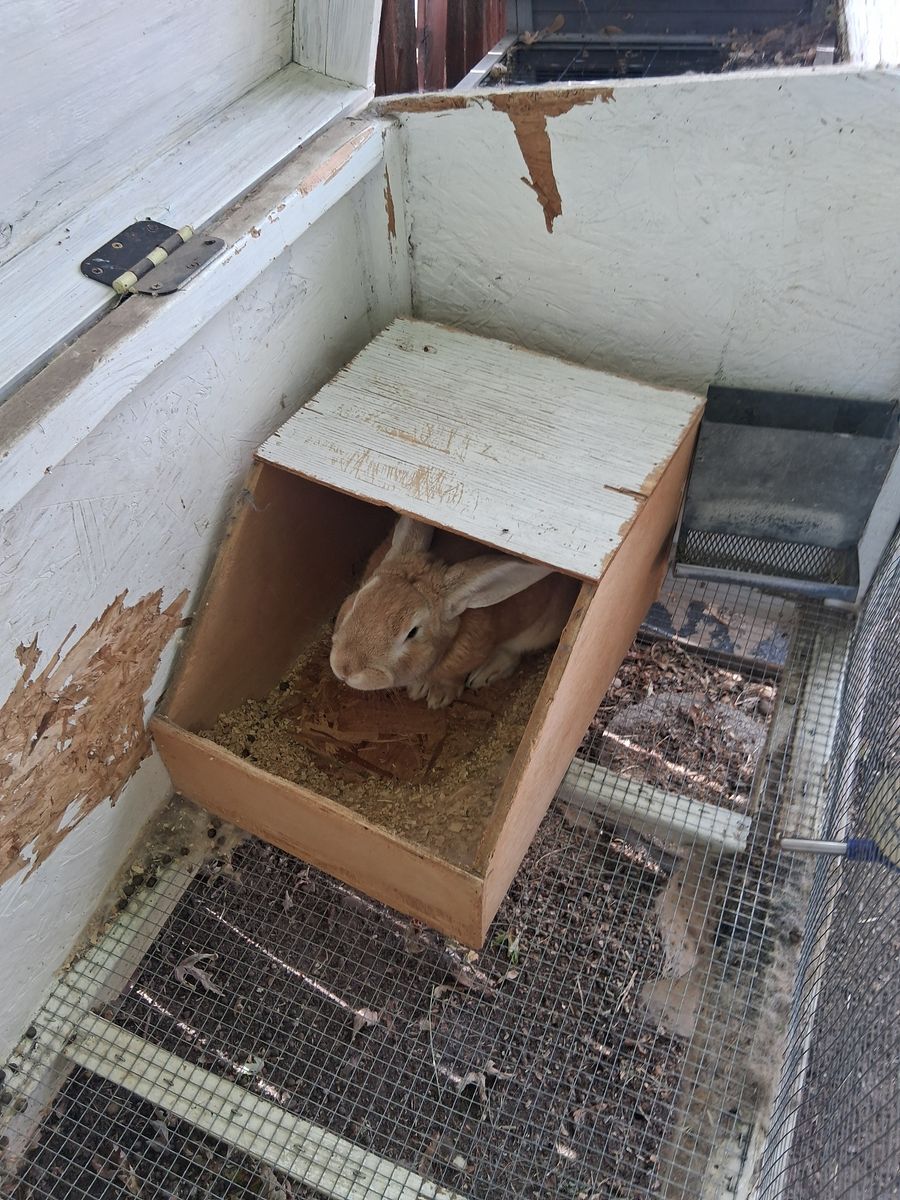 Rabbits