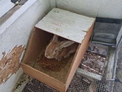 Rabbits