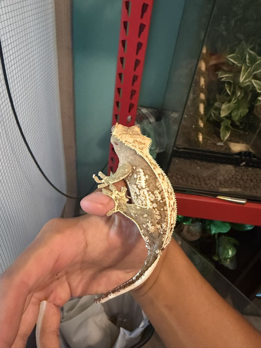 Crested Gecko + 24 in x 24 in x 48 in enclosure