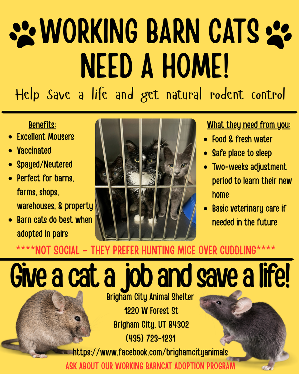 GOT MICE???? Barn Cats Available – Excellent Mousers!!