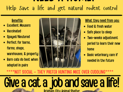 GOT MICE???? Barn Cats Available – Excellent Mousers!!