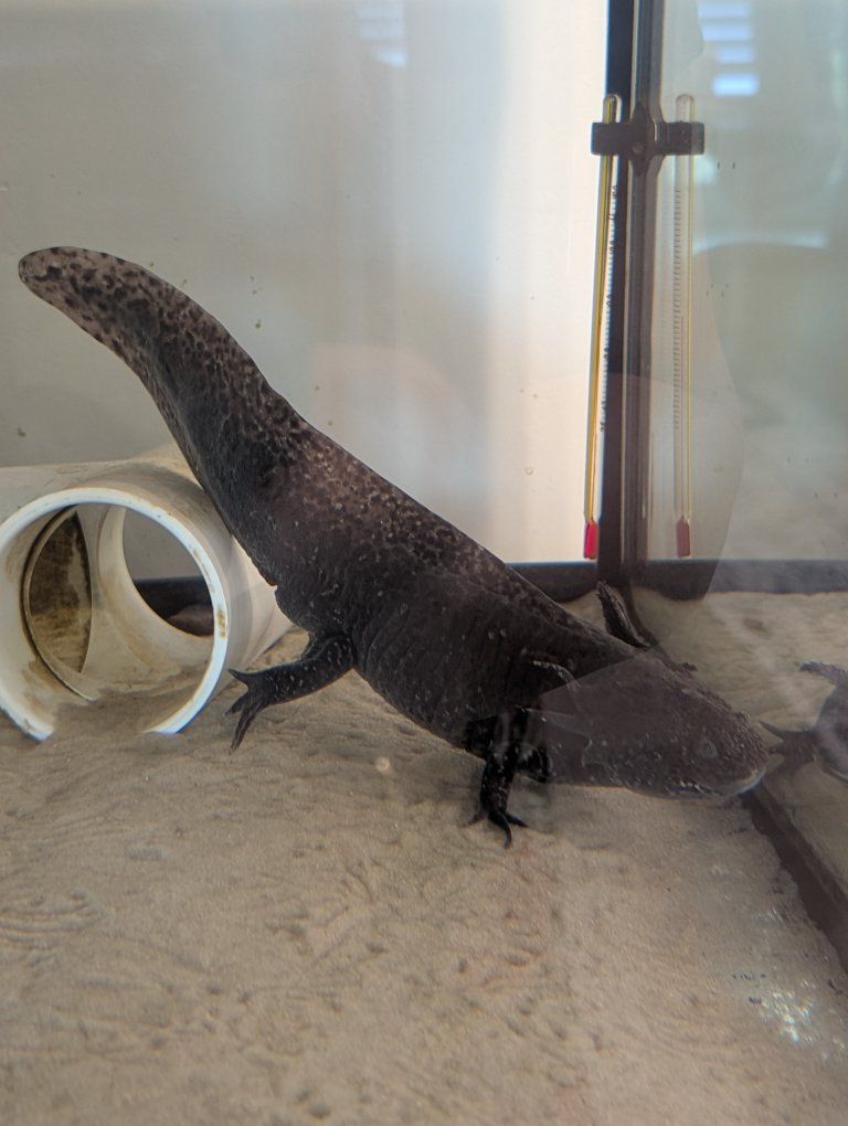 Axolotl for sale