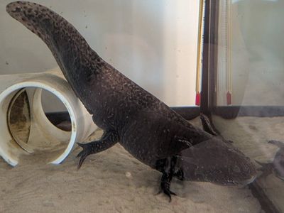 Axolotl for sale