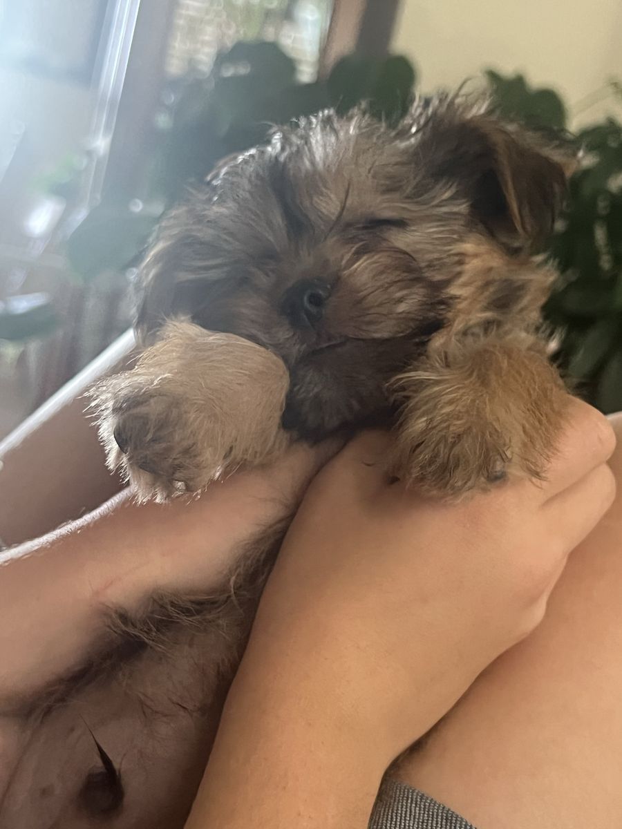 Yorkie. Males and females