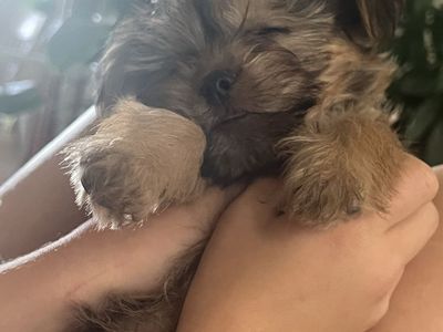 Yorkie. Males and females
