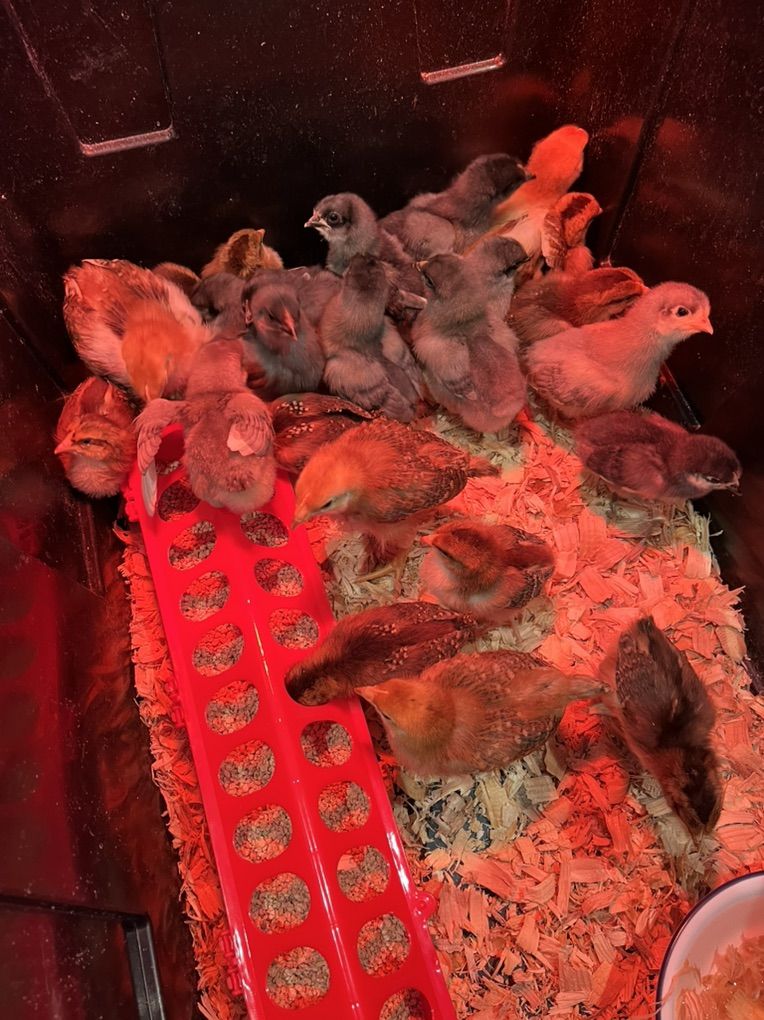 Baby Chicks