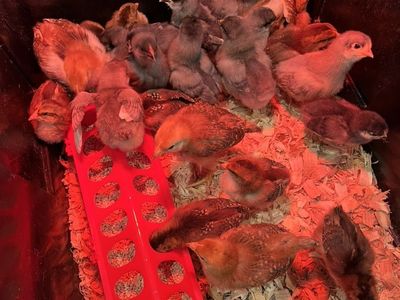 Baby Chicks