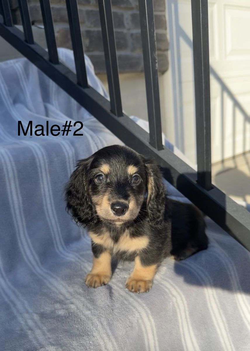 Mini Longhair Dachshunds