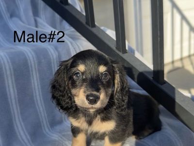 Mini Longhair Dachshunds