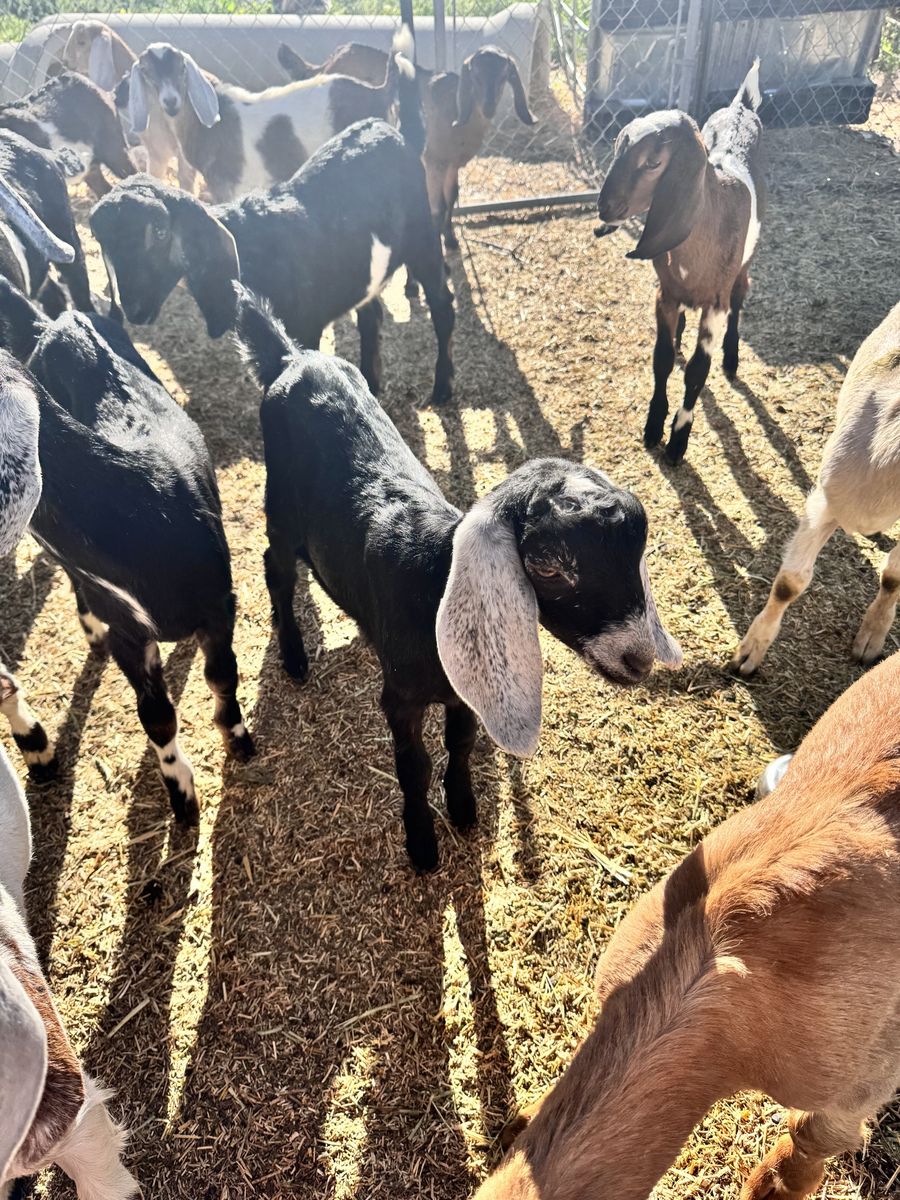 8 Week Old Full Nubian Doeling