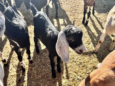 8 Week Old Full Nubian Doeling