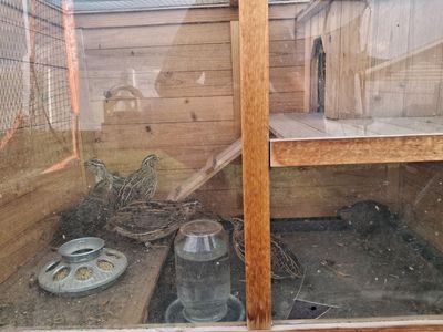 Conturnix quail males