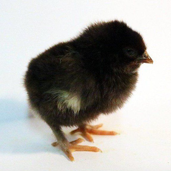 Broody hen? I've got chicks!